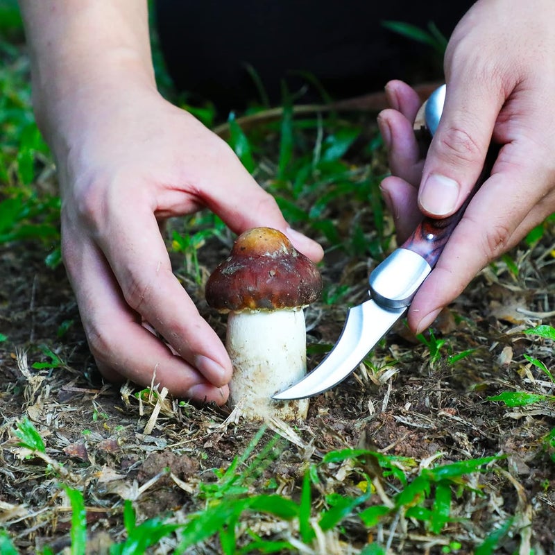 Coowolf Mushroom Knife with Brush and Sheath, Curved Stainless Steel Blade, Hardwood Handle, 7.1 Inch Folding Design, for Morels, Porcini, Chanterelles, Foraging Mushroom Gifts - Image 2